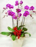 蝴蝶兰7株